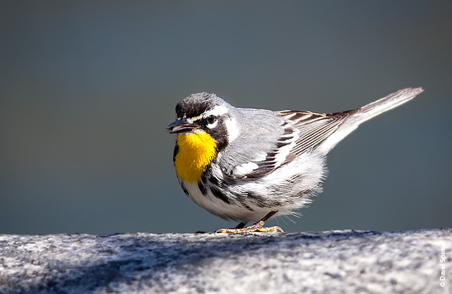 Yellow-throated Warbler