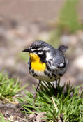 Yellow-throated Warbler