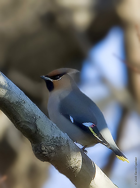 Bohemian Waxwing