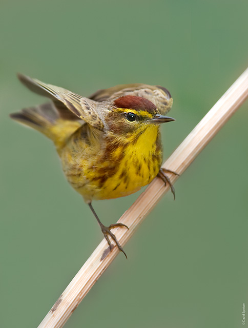 Palm Warbler