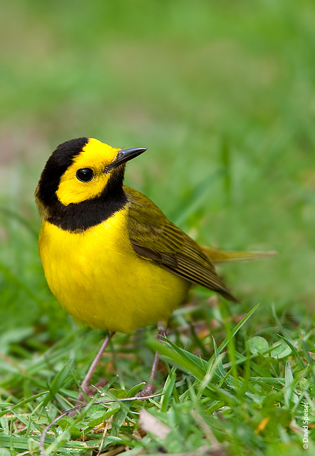 Hooded Warbler