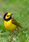 Hooded Warbler