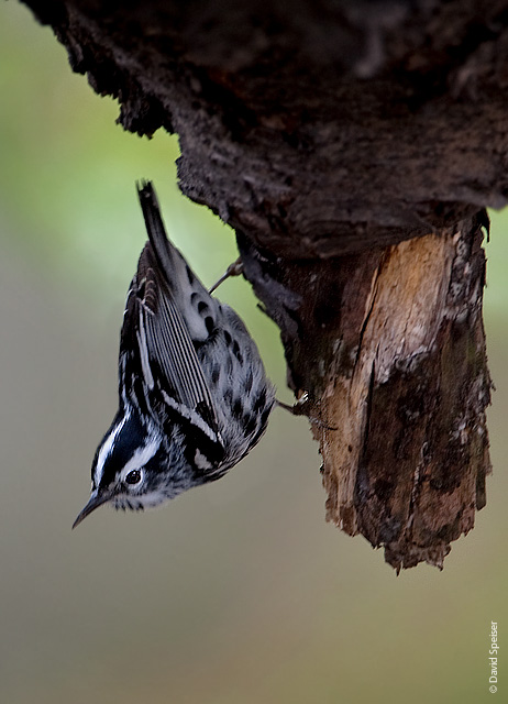 Black-and-White Warbler