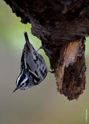 Black-and-White Warbler