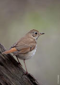 Hermit Thrush