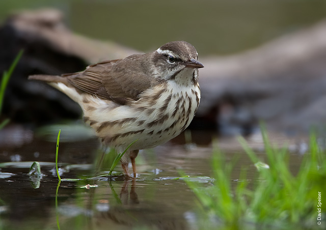 Louisiana Waterthrush