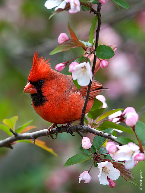 Northern Cardinal