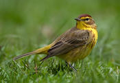 Palm Warbler