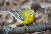 Pine Warbler