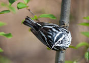 Black-and-White Warbler