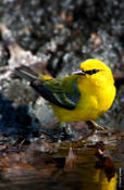 Blue-winged Warbler