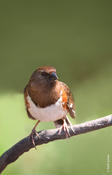 Eastern Towhee (female)