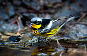 Magnolia Warbler