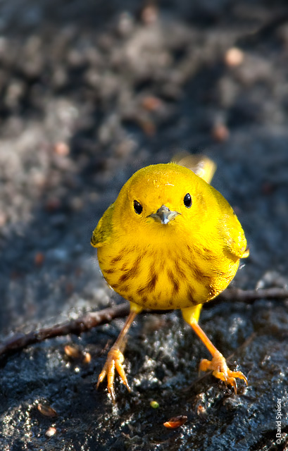 Yellow Warbler