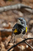 Yellow-rumped Warbler