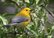 Prothonotary Warbler