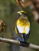 Evening Grosbeak