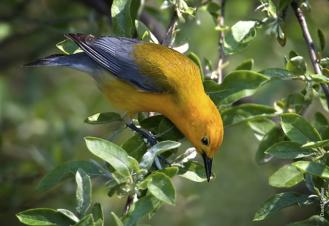 Prothonotary Warbler