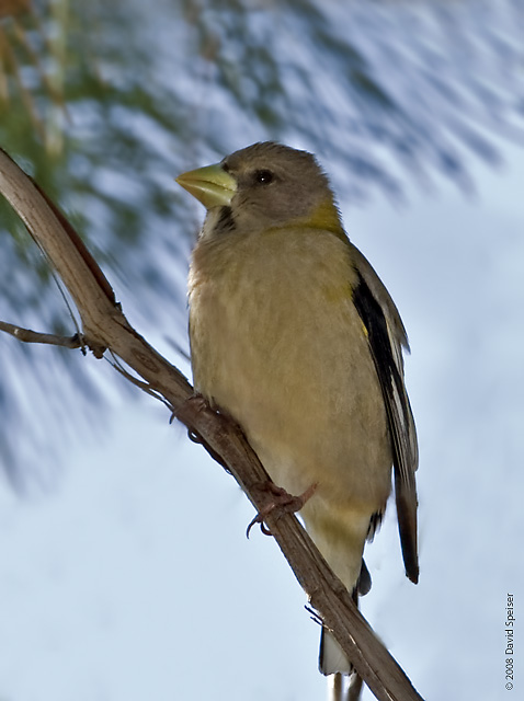 Evening Grosbeak (female)