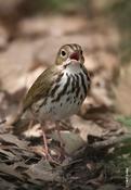 Ovenbird Singing