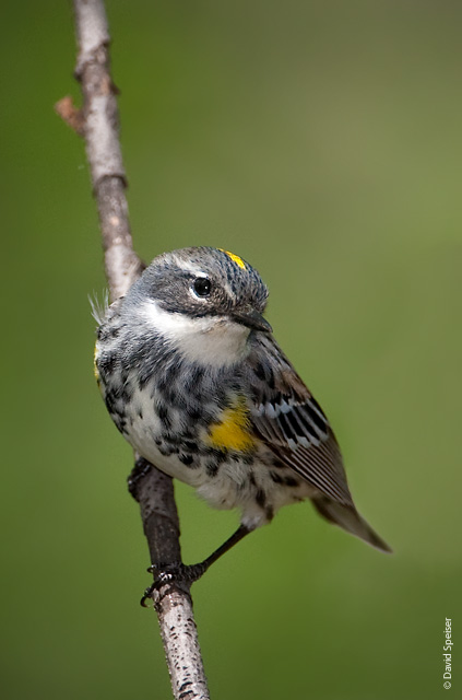 Yellow-rumped Warbler