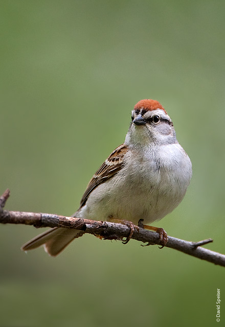 Chipping Sparrow