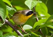 Common Yellowthroat