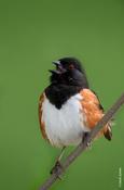 Eastern Towhee (male) Singing