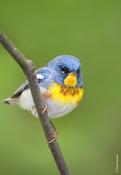 Northern Parula