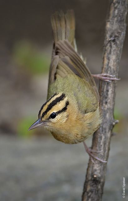 Worm-eating Warbler