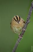 Worm-eating Warbler