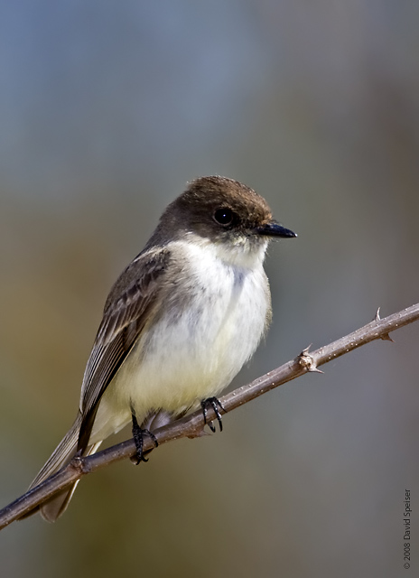 Eastern Phoebe