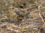 Le Conte's Sparrow