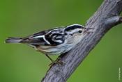 Black and White Warbler (female)