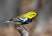 Black-throated Green Warbler