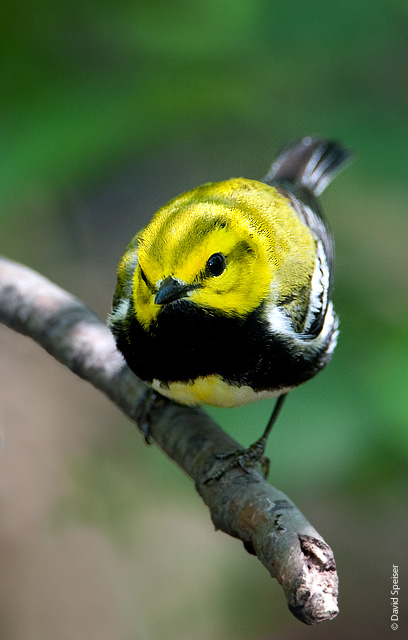 Black-throated Green Warbler