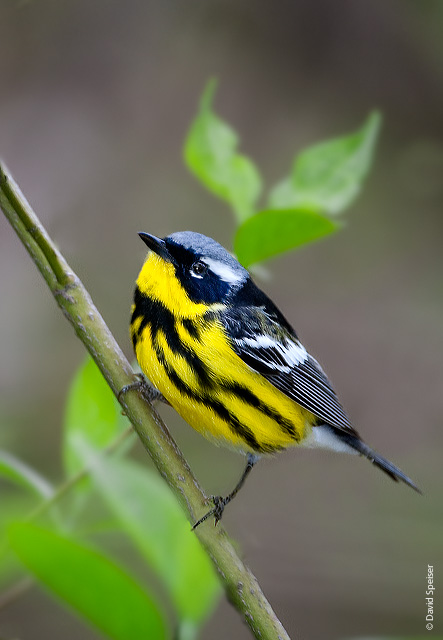 Magnolia Warbler