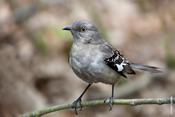 Northern Mockingbird