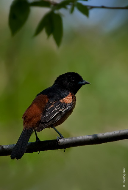 Orchard Oriole