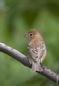 Indigo Bunting (female)