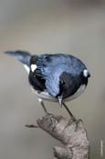 Black-throated Blue Warbler