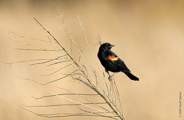 Red-winged Blackbird