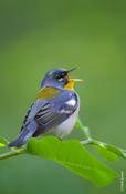 Northern Parula Singing