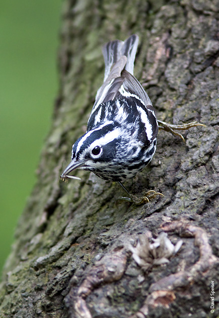 Black and White Warbler with Termite