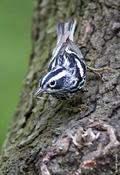 Black and White Warbler with Termite