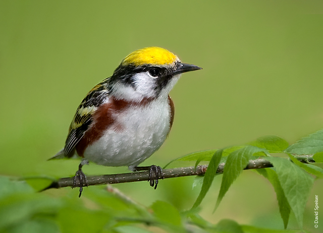 Chestnut-sided Warbler