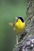 Common Yellowthroat with Termite