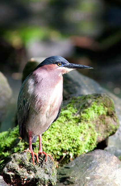 Green Heron