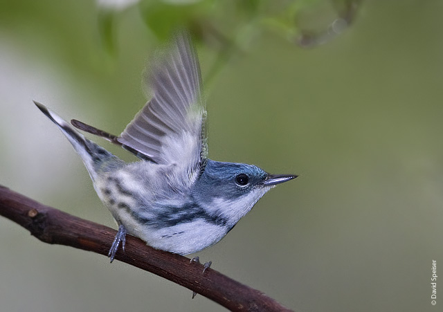 Cerulean Warbler