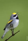 Golden-winged Warbler Singing